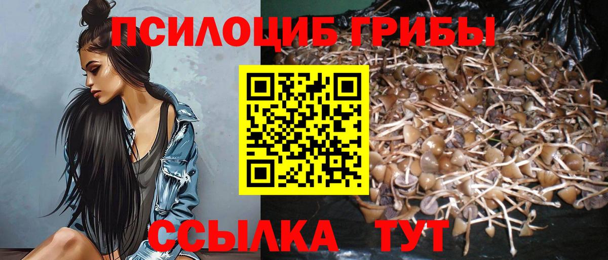 Псилоцибиновые грибы Psilocybe Зима