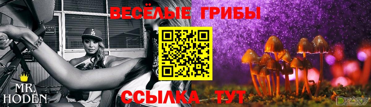 Галлюциногенные грибы Psilocybe  Вход с VPN  Зима 